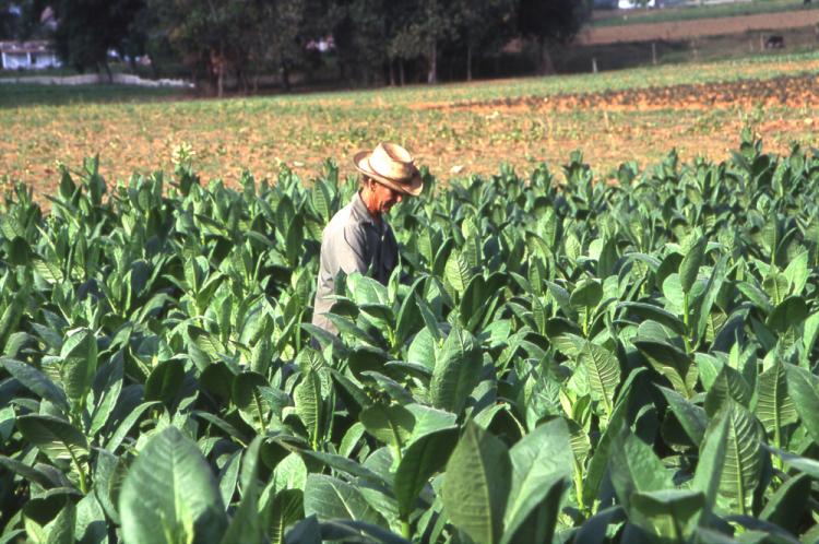 Tobacco field in Cuba – Wikimedia